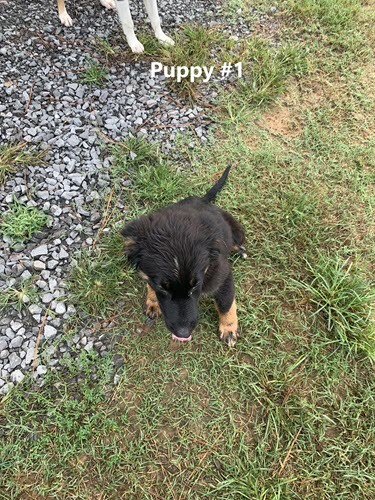 Courtesy Post--Six Puppies--Albertville, Alabama