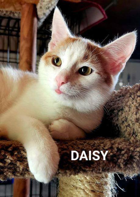 Daisy, an adoptable Domestic Short Hair in Fremont, OH_image-1