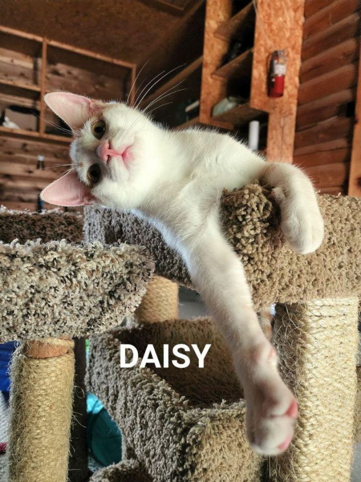 Daisy, an adoptable Domestic Short Hair in Fremont, OH_image-4