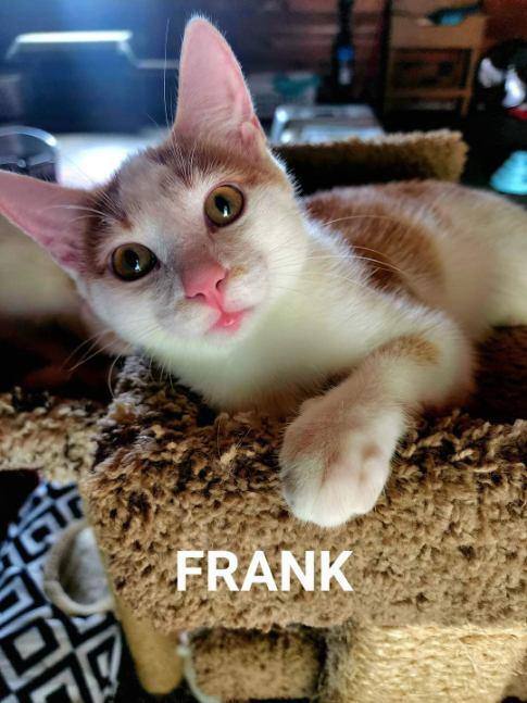 Frank, an adoptable Domestic Short Hair in Fremont, OH_image-1