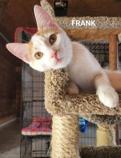 Frank, an adoptable Domestic Short Hair in Fremont, OH_image-3
