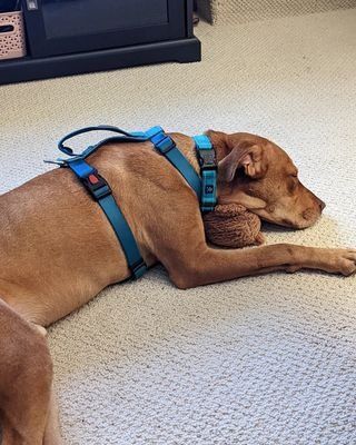Oscar, an adoptable Pit Bull Terrier in Minneapolis, MN, 55430 | Photo Image 2