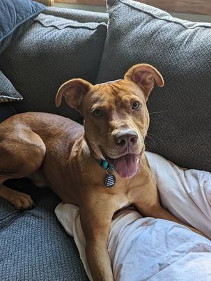 Oscar, an adoptable Pit Bull Terrier in Minneapolis, MN, 55430 | Photo Image 3