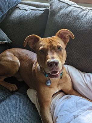 Oscar, an adoptable Pit Bull Terrier in Minneapolis, MN, 55430 | Photo Image 4