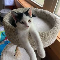 Finn 2