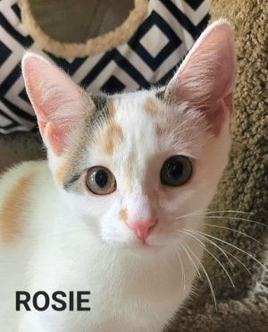 Rosie