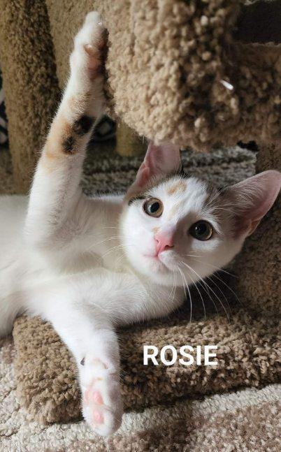 Rosie, an adoptable Calico in Fremont, OH_image-3