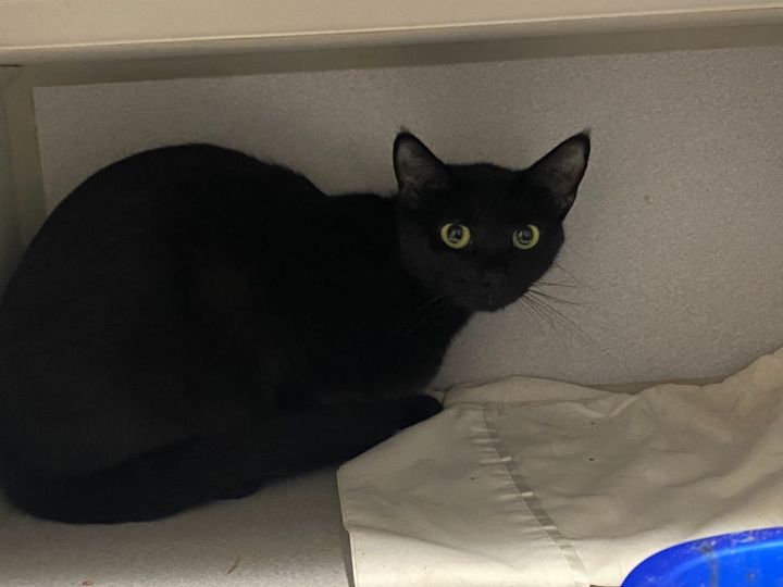 Figaro, an adoptable Domestic Short Hair in Clarksville, MD_image-2