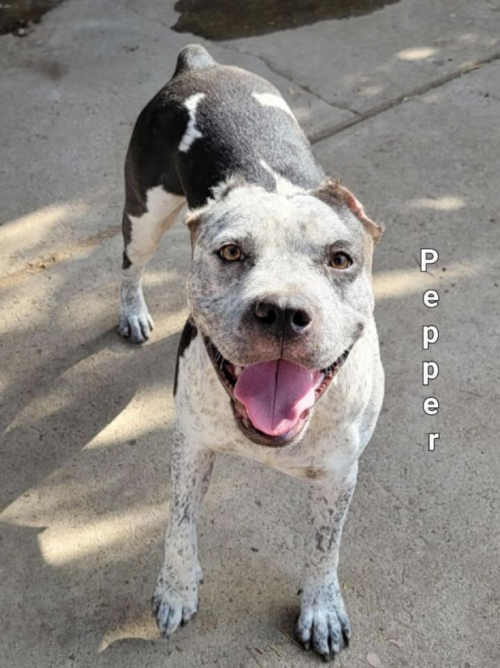 Pepper, an adoptable Pit Bull Terrier & Australian Cattle Dog / Blue Heeler Mix in Bakersfield, CA_image-2