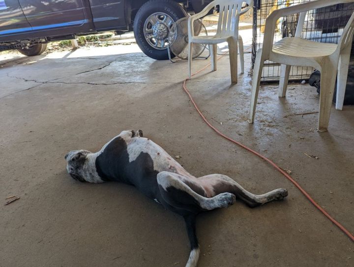 Pepper, an adoptable Pit Bull Terrier & Australian Cattle Dog / Blue Heeler Mix in Bakersfield, CA_image-3