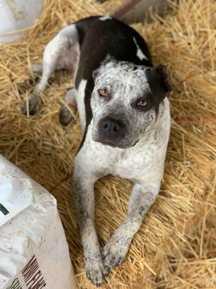Pepper, an adoptable Pit Bull Terrier & Australian Cattle Dog / Blue Heeler Mix in Bakersfield, CA_image-1
