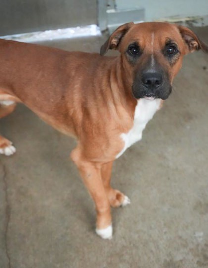 Victor, an adoptable Shepherd Mix in Bowling Green, KY_image-2