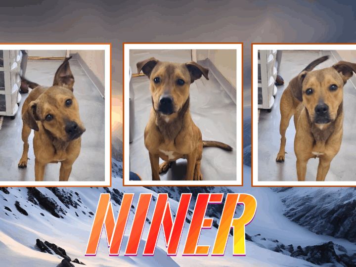 Niner, an adoptable German Shepherd Dog & American Bulldog Mix in Clear Lake, IA_image-1