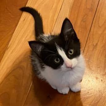 Carmy, an adopted Tuxedo & Domestic Medium Hair Mix in Kentwood, MI_image-3