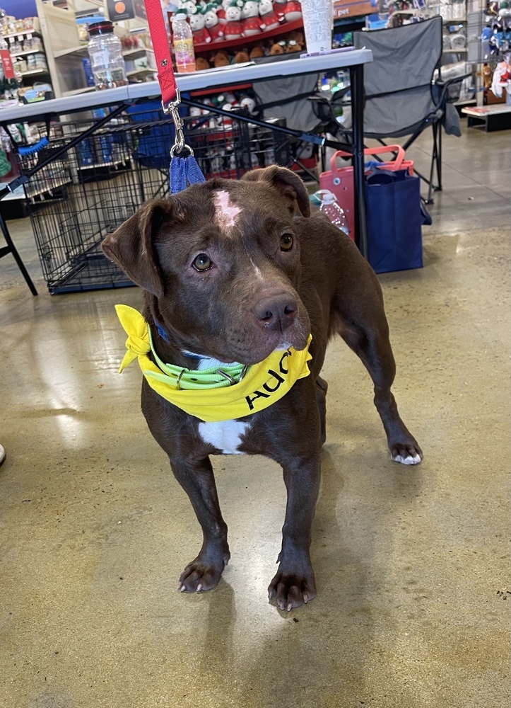 Mazy, an adoptable American Bulldog in Dawson, GA, 31742 | Photo Image 1