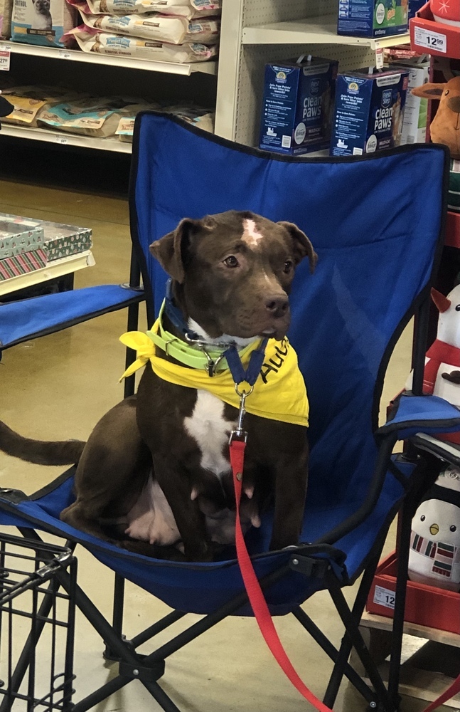Mazy, an adoptable American Bulldog in Dawson, GA, 31742 | Photo Image 2