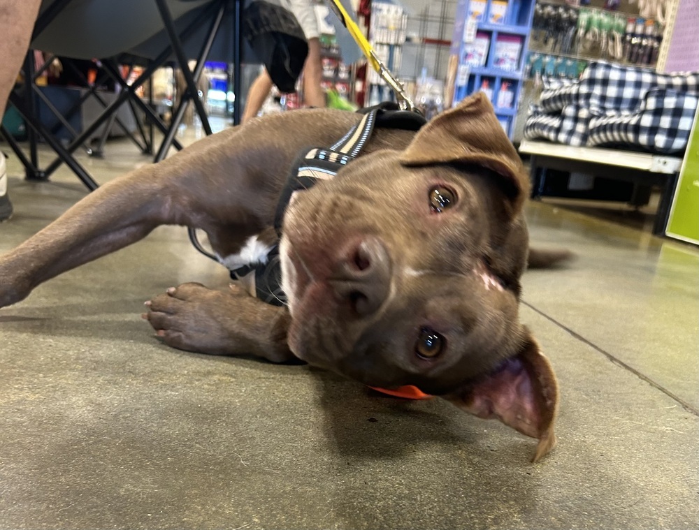 Mazy, an adoptable American Bulldog in Dawson, GA, 31742 | Photo Image 2