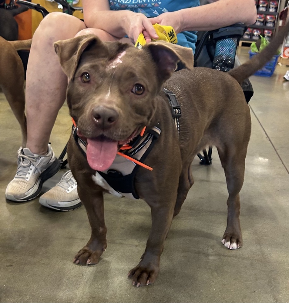 Mazy, an adoptable American Bulldog in Dawson, GA, 31742 | Photo Image 3