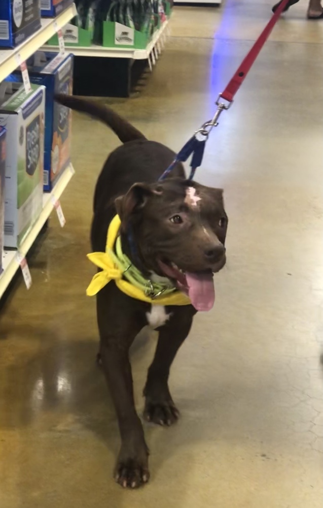 Mazy, an adoptable American Bulldog in Dawson, GA, 31742 | Photo Image 4