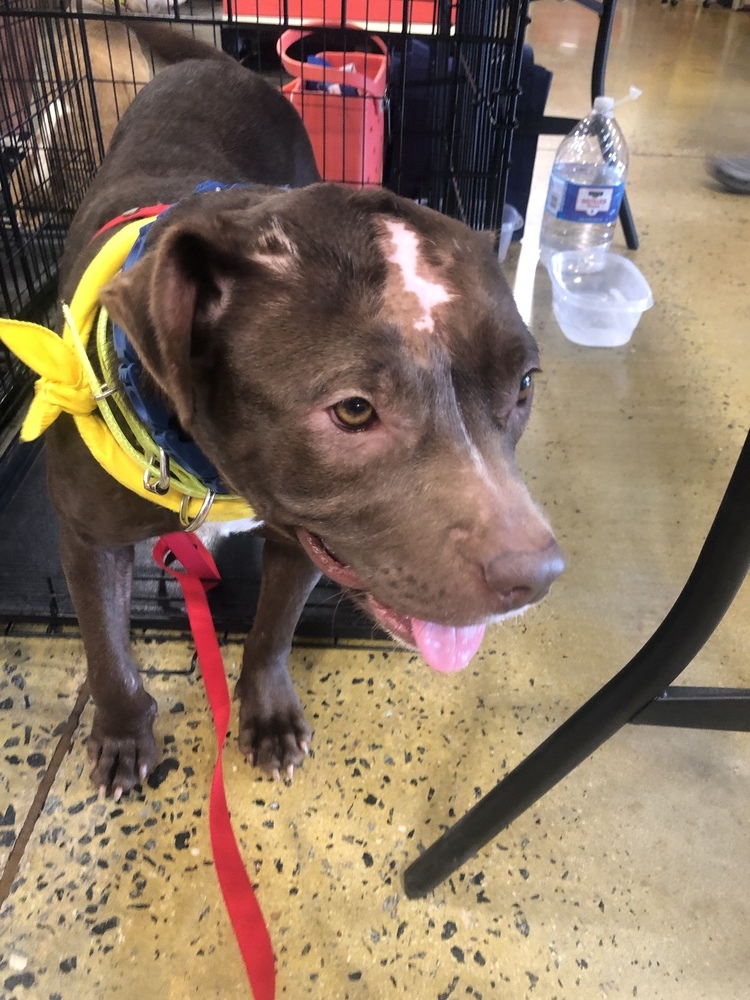 Mazy, an adoptable American Bulldog in Dawson, GA, 31742 | Photo Image 5
