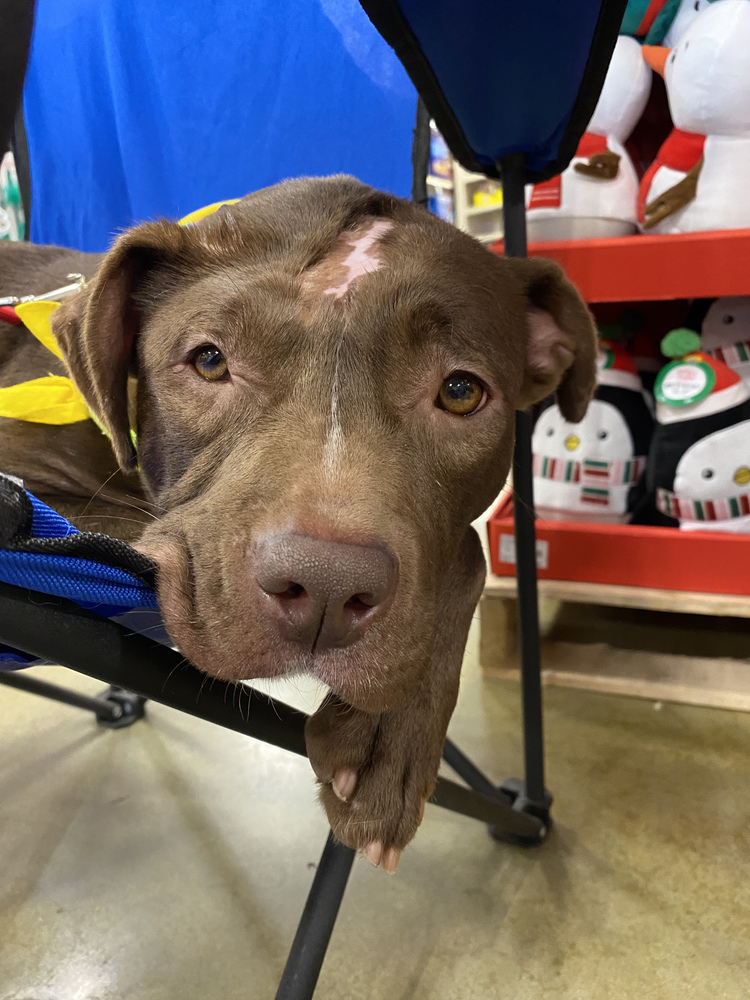Mazy, an adoptable American Bulldog in Dawson, GA, 31742 | Photo Image 6