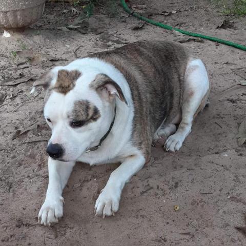 Layla, an adoptable Pit Bull Terrier, Catahoula Leopard Dog in Irvington, AL, 36544 | Photo Image 1