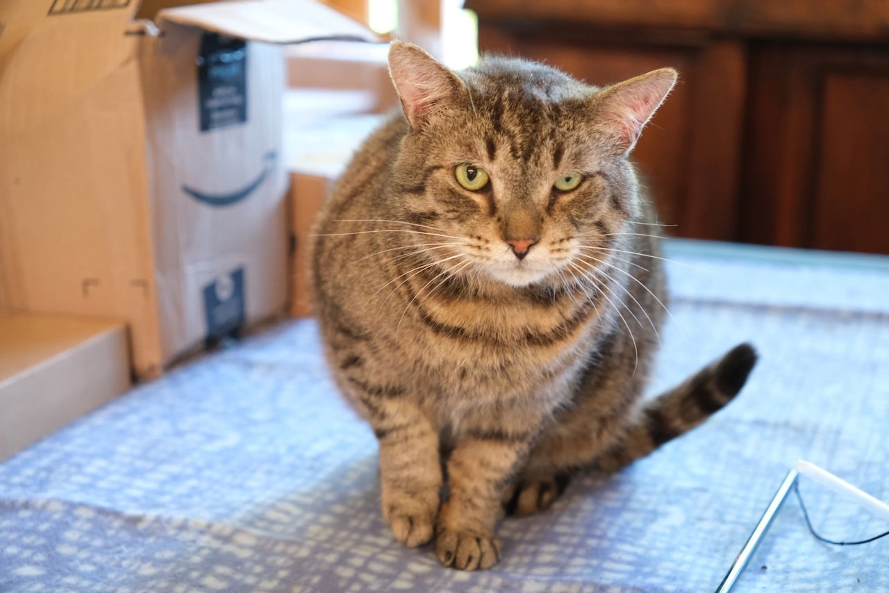 Rupert, an adoptable Domestic Short Hair in Markham, ON, L3R 9A8 | Photo Image 1