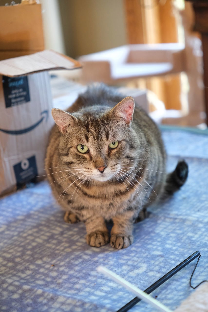 Rupert, an adoptable Domestic Short Hair in Markham, ON, L3R 9A8 | Photo Image 3