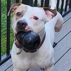 ASHER. D3474lp, an adoptable American Bulldog in Burlington, WA, 98233 | Photo Image 2