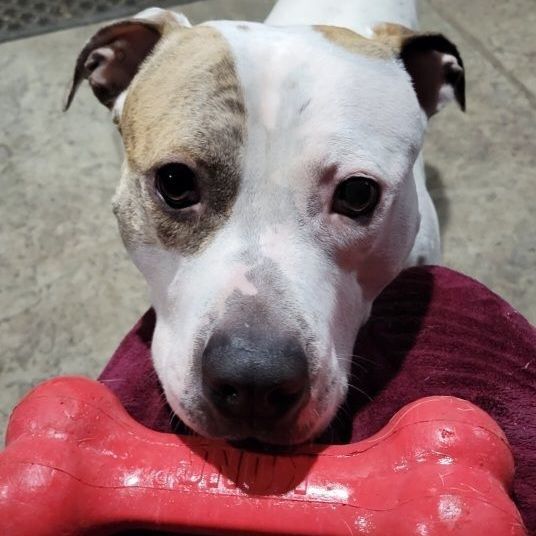 ASHER. D3474lp, an adoptable American Bulldog in Burlington, WA, 98233 | Photo Image 6