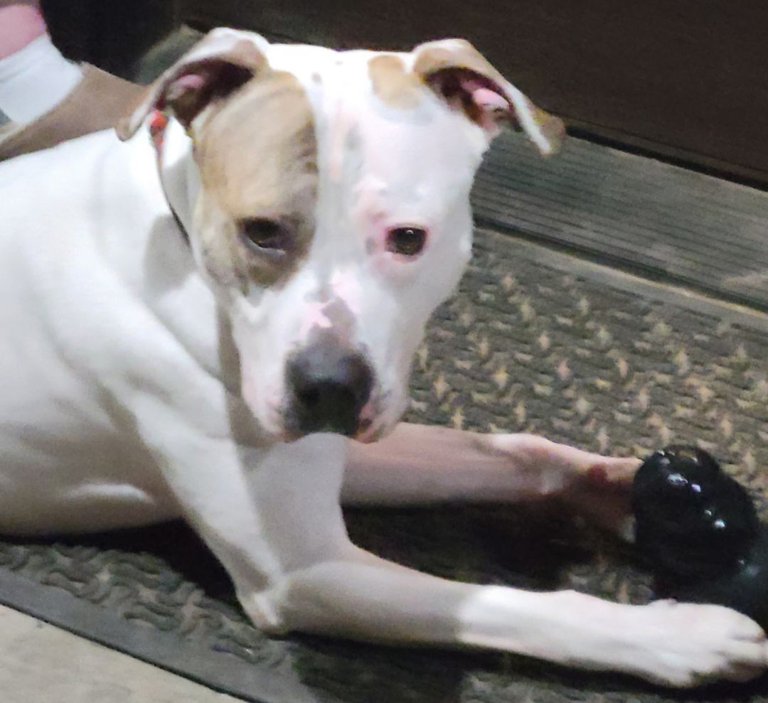 ASHER. D3474lp, an adoptable American Bulldog in Burlington, WA, 98233 | Photo Image 8