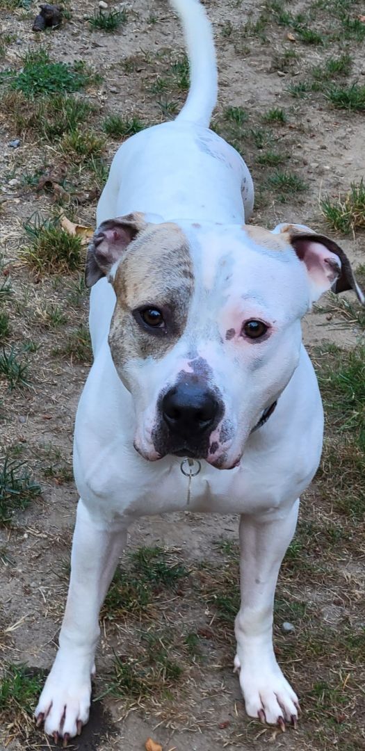 ASHER. D3474lp, an adoptable American Bulldog in Burlington, WA, 98233 | Photo Image 10