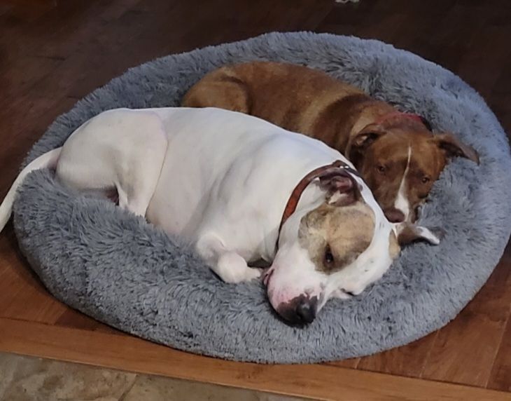 ASHER. D3474lp, an adoptable American Bulldog in Burlington, WA, 98233 | Photo Image 12