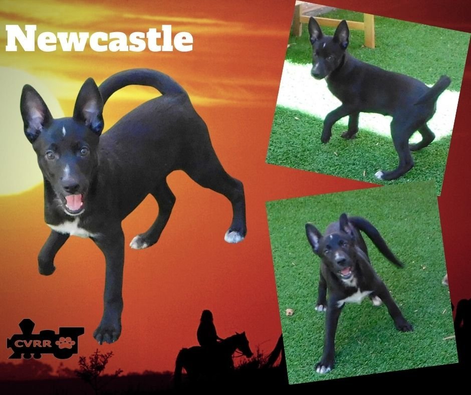 Newcastle (Puppy)