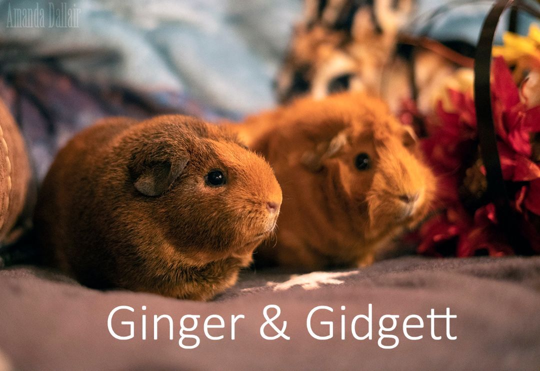 Ginger Gidgette detail page
