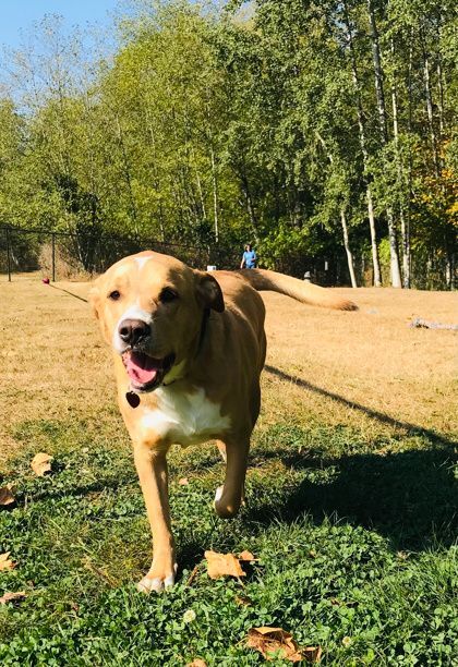 Pongo- BONDED TO BUDDY