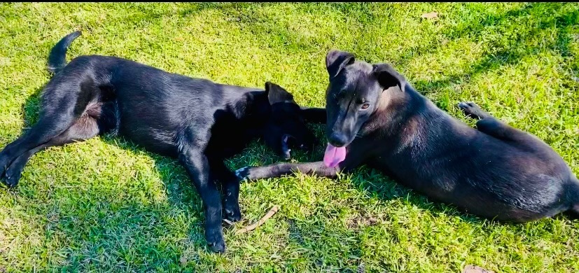 Sid and Nancy—-Bonded Pair, an adoptable Labrador Retriever in Warwick, RI, 02889 | Photo Image 2