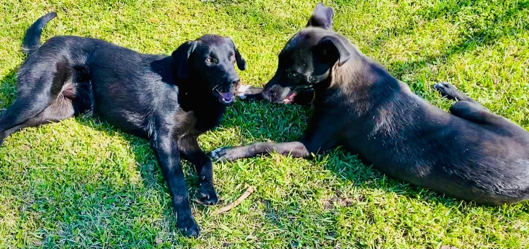 Sid and Nancy—-Bonded Pair, an adoptable Labrador Retriever in Warwick, RI, 02889 | Photo Image 3