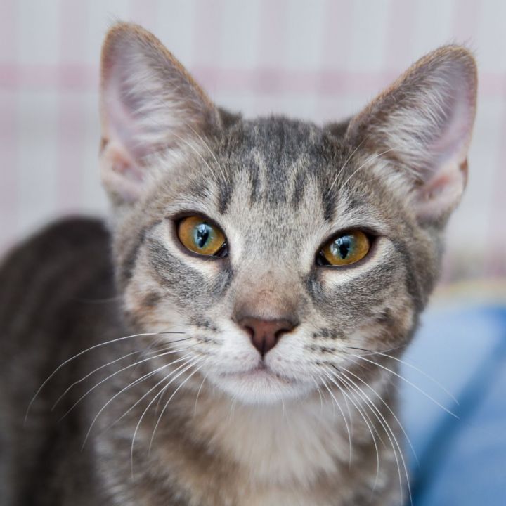 Cat for adoption - Roberta, a Tabby & Domestic Short Hair Mix in ...