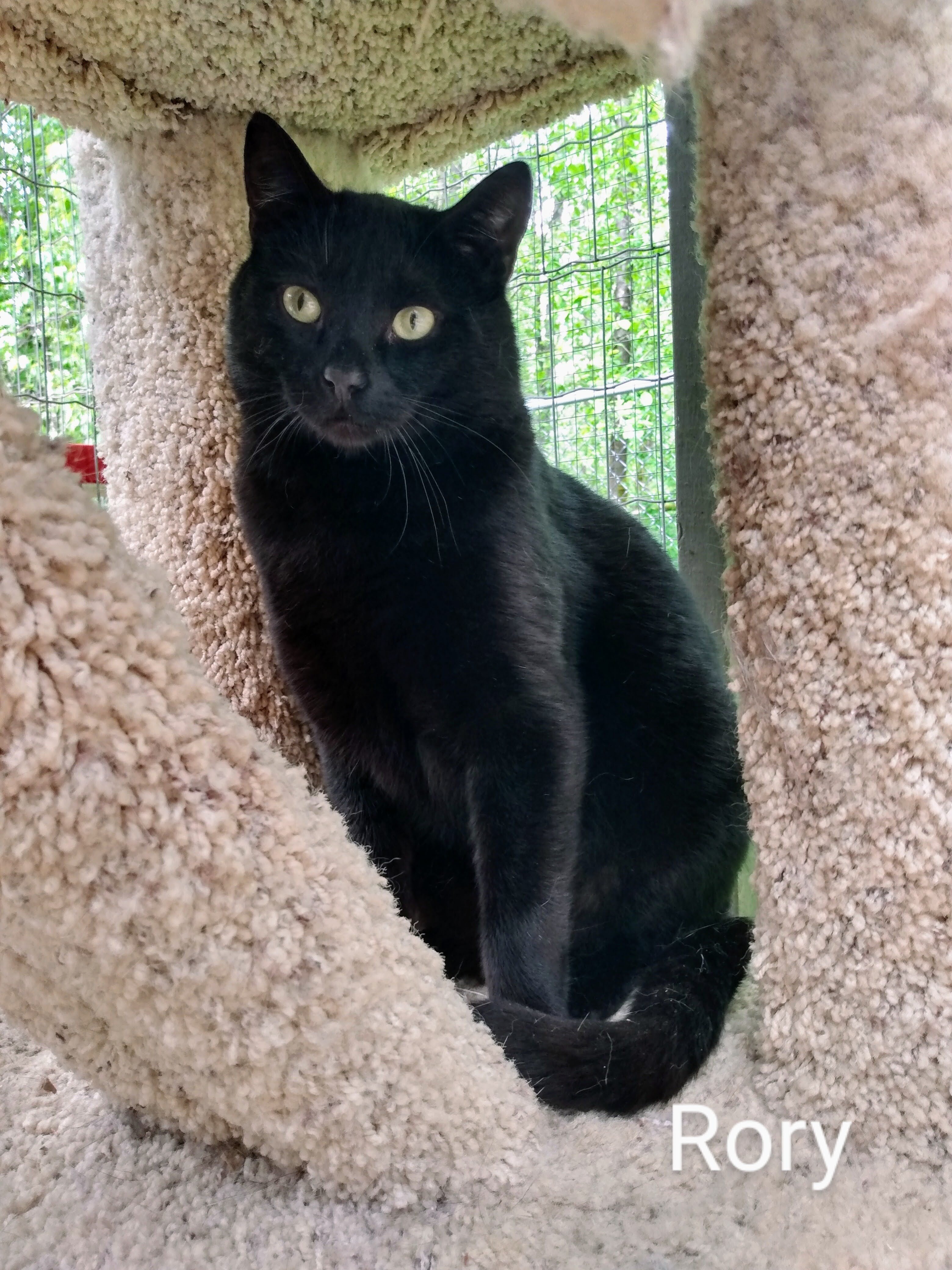 Rory, an adoptable Domestic Short Hair in Maple Ridge, BC, V2W 1A4 | Photo Image 3
