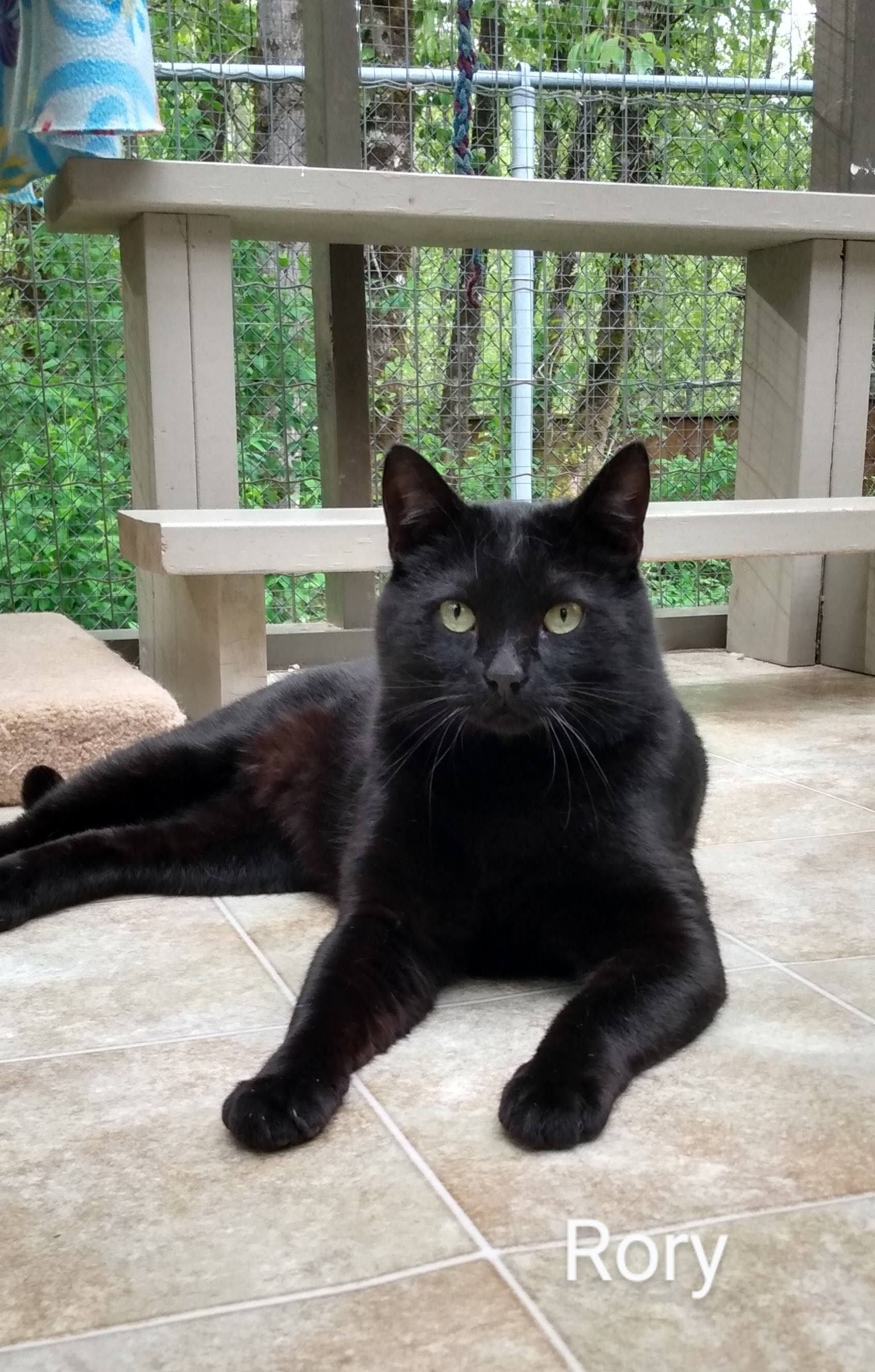 Rory, an adoptable Domestic Short Hair in Maple Ridge, BC, V2W 1A4 | Photo Image 4
