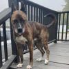 Roscoe