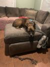 Roscoe