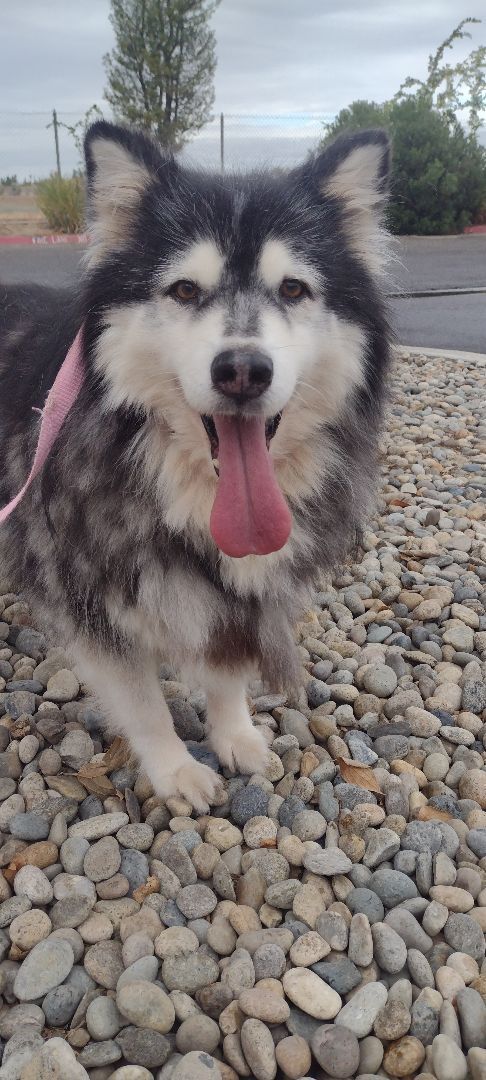 Dog for adoption - Kilo, an Alaskan Malamute Mix in Titusville, FL