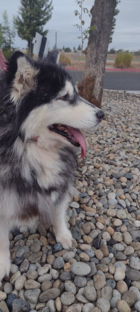 Dog for adoption - Kilo, an Alaskan Malamute Mix in Titusville, FL