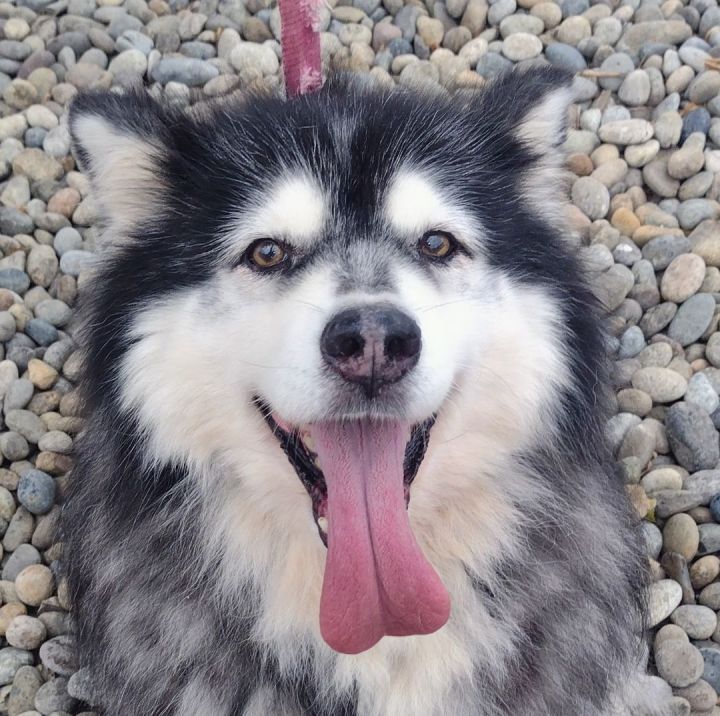 Malamute clearance mix puppies