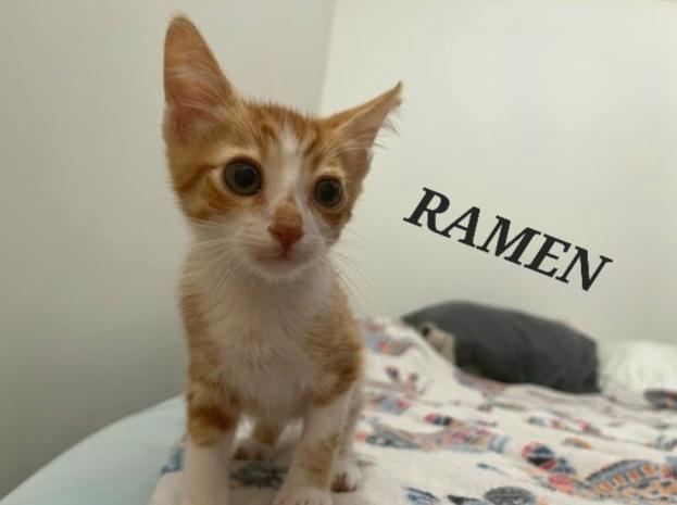 Ramen, an adoptable Domestic Short Hair in Honolulu, HI_image-1