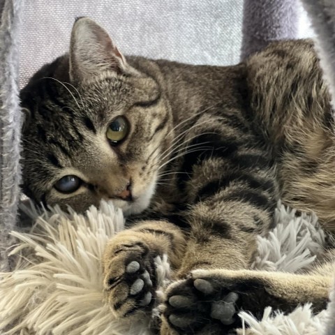 Queso - Shy, an adoptable Domestic Short Hair in ATOKA, TN, 38004 | Photo Image 1