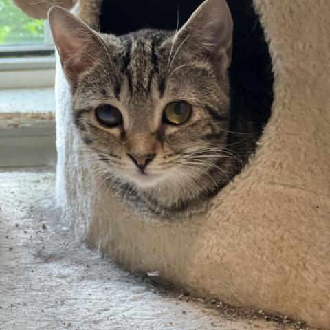 Queso - Shy, an adoptable Domestic Short Hair in ATOKA, TN, 38004 | Photo Image 2