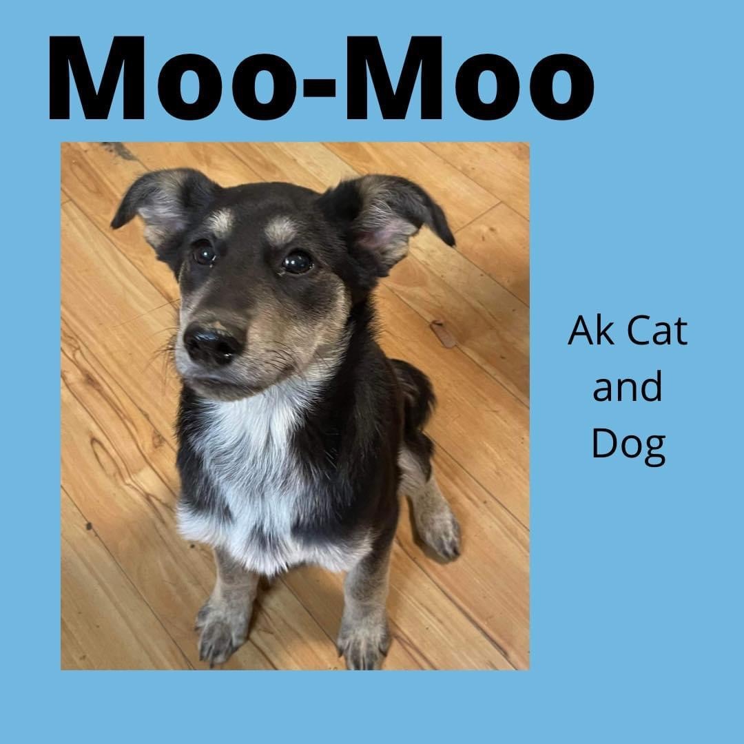Moo-Moo